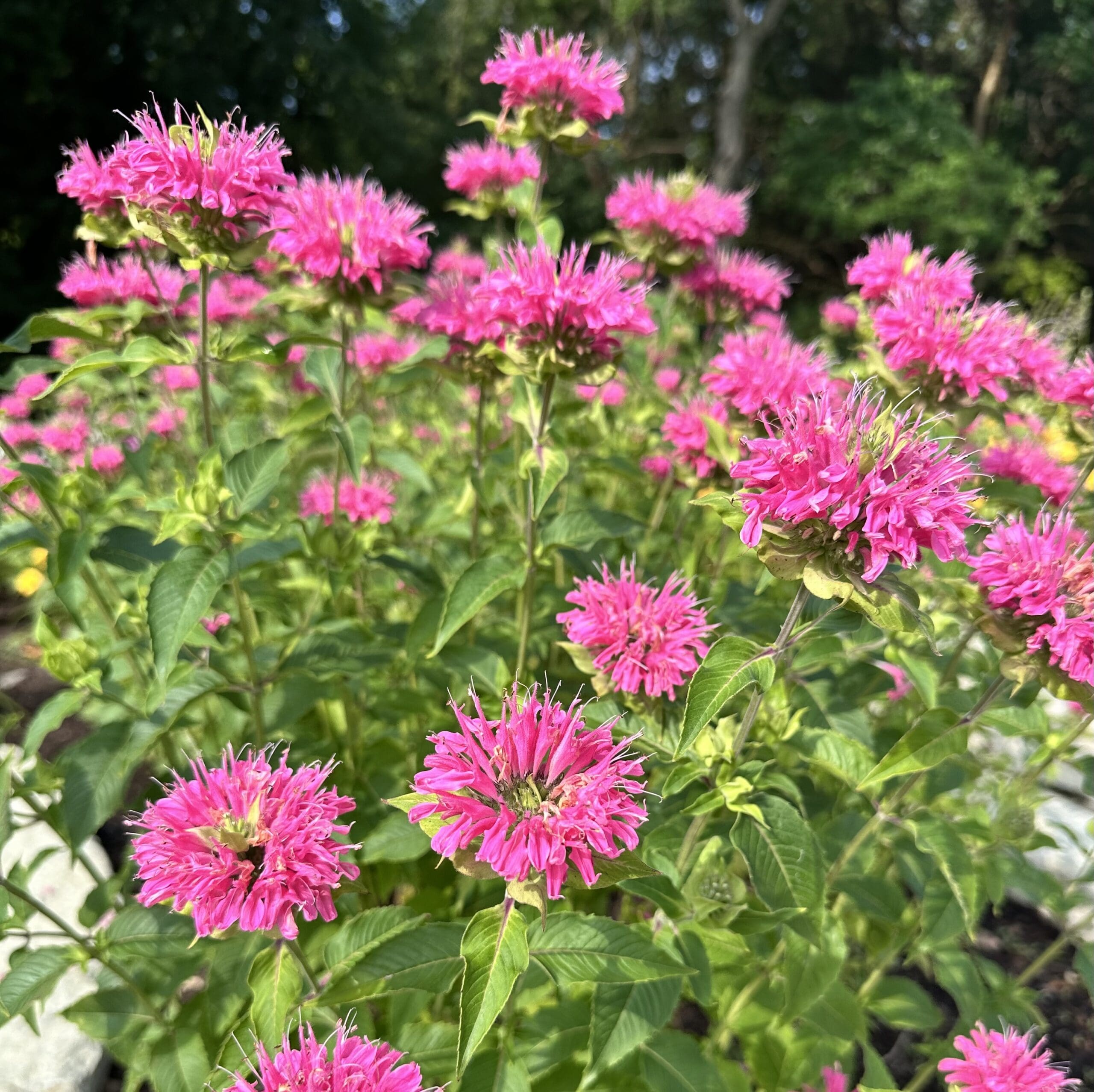 Sustainable landscaping using native flowers like bee balm